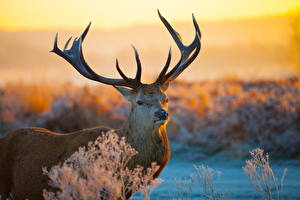 Photo Deer Horns animal