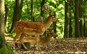 Picture Deer Horns animal