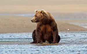 Hintergrundbilder Bären Braunbär Nass ein Tier