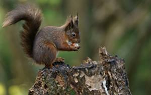 Bilder Nagetiere Eichhörnchen Nussfrüchte Schwanz ein Tier