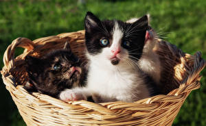 Images Cat Kitty cat Wicker basket Glance Animals