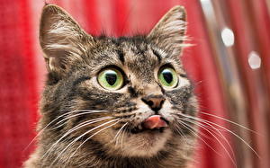 Tapety na pulpit Kot domowy Oczy Wzrok Pysk Wibrysy Nosa Językiem Zwierzęta