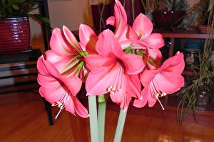 Fotos Amaryllis Rosa Farbe Blumen
