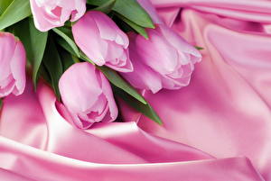 Picture Tulips Pink color Flowers