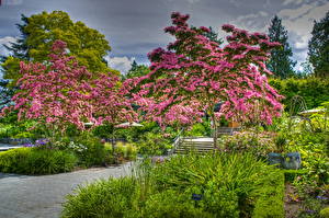 Bakgrundsbilder på skrivbordet Trädgård Kanada Blommande träd HDR Vancouver VanDusen Botanical Natur