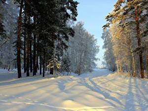 Bakgrunnsbilder En årstid Vinter Vei Snø Trær Natur