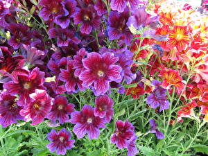 Tapety na pulpit Salpiglossis Fiolet
