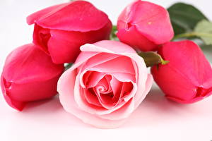 Tapety na pulpit Tulipany Róża kwiat