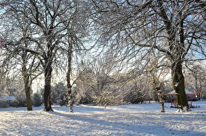 Papel de Parede Desktop Estação do ano Invierno Neve árvores Galho Naturaleza