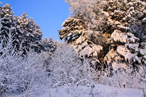 Tapety na pulpit Pora roku Zima Śnieg Gałęzie przyroda