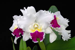 Bureaubladachtergronden Orchidee Witte Bloemen