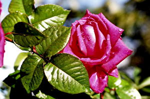 Tapety na pulpit Róże Liście Mokry Kropli kwiat