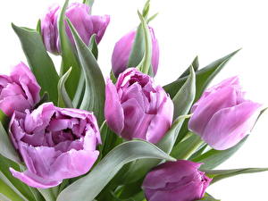 Bakgrundsbilder på skrivbordet Tulpansläktet Violett Blommor