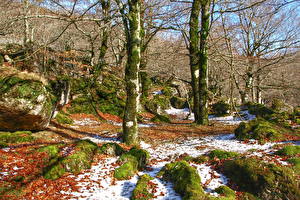 Bureaubladachtergronden Bos Stenen Herfst Een boom Mossen Natuur