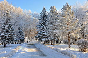Fondos de escritorio Estaciones del año Invierno Carreteras Nieve árboles Picea Naturaleza