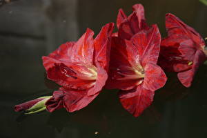 Фотография Гладиолусы Красный цветок