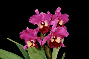 Bakgrundsbilder på skrivbordet Orkidéer Lila färg blomma
