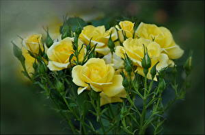 Papel de Parede Desktop Rosas Amarelo Flores