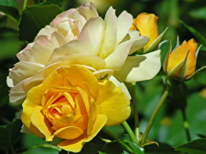 Bureaubladachtergronden Roos Geel kleur Bloemen