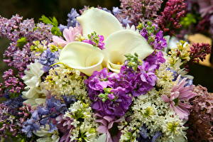 桌面壁纸，，花束，馬蹄蓮，紫丁香，花卉