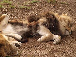 Bilder Große Katze Löwen Flauschige ein Tier