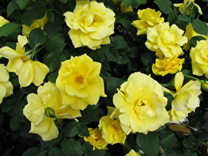 Papel de Parede Desktop Rosas Amarelo  flor