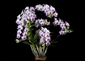 Hintergrundbilder Orchidee