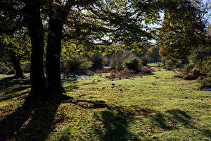 Fotos Park Spanien Gras Bäume Blatt  Natur