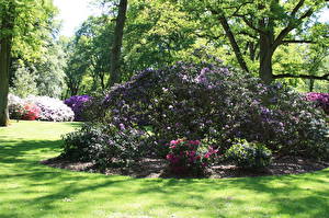 Images Parks Germany Bush Grass Rhododendronpark Bremen Nature