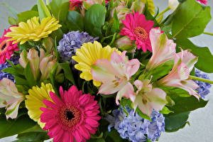 Sfondi desktop Bouquet Gerbera fiore