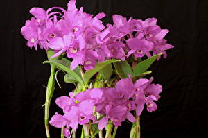 Bakgrundsbilder på skrivbordet Orkidé Lila färg blomma