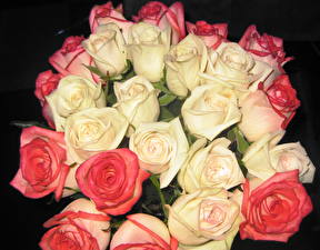 Tapety na pulpit Róże Bukiet Biały Kwiaty