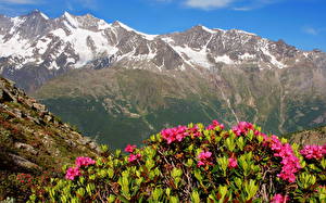 Papel de Parede Desktop Suíça Montanhas  Naturaleza Flores