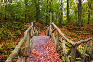 桌面壁纸，，森林，橋，秋季，葉，大自然