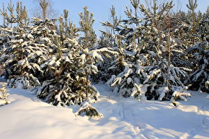 Bureaubladachtergronden Seizoen Winter Sneeuw Een boom Spar sparren Natuur