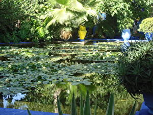 Bakgrundsbilder på skrivbordet Trädgård Vita näckrosor En damm Morocco Marrakech Jardin Majorelle Natur