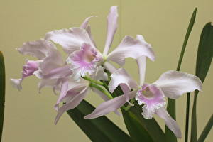 Bilder Orchideen