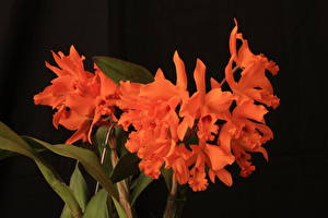 Bakgrunnsbilder Orkideer Oransje Blomster
