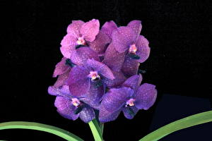 Fotos Orchidee Violett Blüte