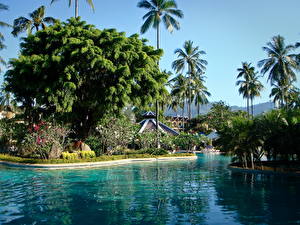 桌面壁纸，，公园，泰国，泳池，棕榈科，Phuket，大自然