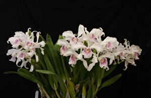 Fotos Orchideen