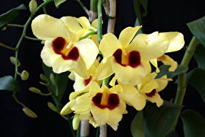 Bilder Orchideen