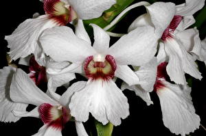 Bakgrundsbilder på skrivbordet Orkidéer Vit Blommor