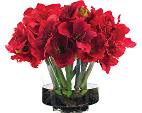 Bakgrundsbilder på skrivbordet Amaryllis Röd Blommor