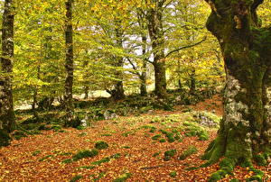 Bilder Wald Herbst Blattwerk Baumstamm Natur