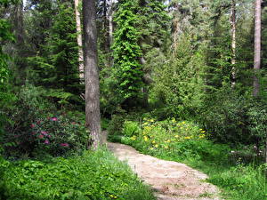 Bilder Park Finnland Weg Bäume  Natur