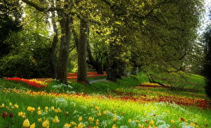 Bakgrundsbilder på skrivbordet Trädgård Många Tulpaner Nederländerna  Natur Blommor