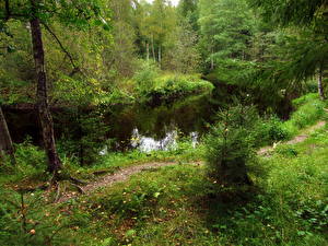 Bakgrundsbilder på skrivbordet Skogar Ryssland Gångstig Gräset  Natur