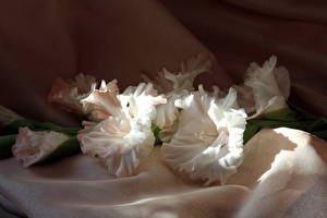 Tapety na pulpit Mieczyk Biały Kwiaty