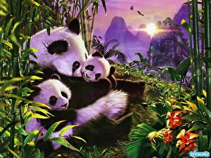 Fonds d'écran Ours Pandas